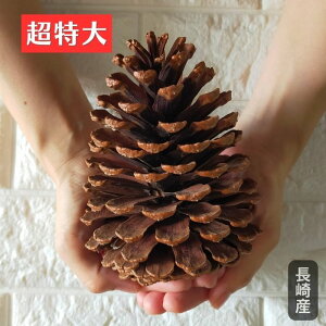 ���傫�Ȃ܂ڂ�����1���y������12�Z���`~�z ���� �z�e�� �X�܃f�B�X�v���C �B�e�Ɏ��їL�I �H�~�̂�����̃C���e���A �G�ߏ��� �N���X�}�X���� �N���C�x���g���� �~�̎B�e���� �y�V��