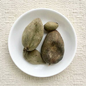 ゴバイシ(五倍子) 100g ◆ 草木染染料(材料)植物・天然染料