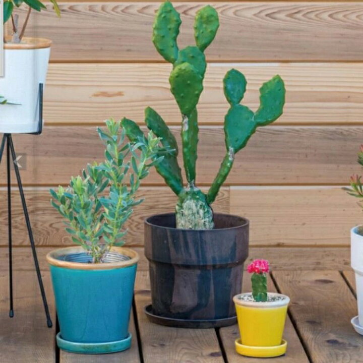 楽天市場 フェイクグリーン 人工観葉植物 カクタスポット サボテン さぼてん インテリア 造花 観葉植物 デコレーション 模様替え モダンリビング ナチュラル 緑のある暮らし 装飾 北欧 ディスプレイ ショップ 開店祝い 引越し祝い ひよこ商店