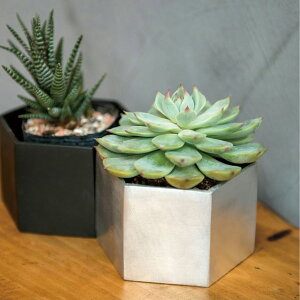 wLTS|bg 10.5cm Aؔ Zp` K[fjO O[ ϗtA x_ CeA  v^[ A~jE Vo[ ubN ꌊ