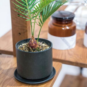 Eh|bg a10.5cm Aؔ ~` ی^ K[fjO O[ ϗtA x_ CeA  v^[ A~jE Vo[ ubN ꌊ