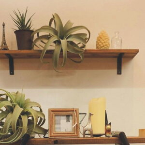 tFCNO[ lHϗtA LZOtBJ M CeA  ϗtA fR[V ͗lւ _rO i` ΂̂炵  k Vbv  hCt