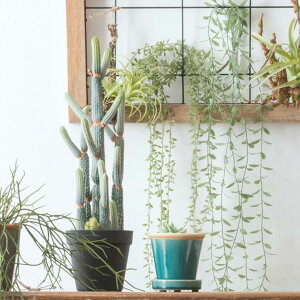 tFCNO[ lHϗtA O[lbNX CeA  ϗtA fR[V ͗lւ _rO i` ΂̂炵  k fBXvC Vbv  