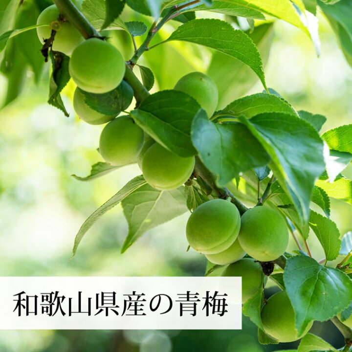 楽天市場】梅肉エキス 140g 梅エキス 国産 無添加 紀州梅 純度 100% 紀州 和歌山県産 濃縮エキス ペースト 練り状 練状 青梅 果汁 健康食品 サプリメント クエン酸 ムメフラール 無着色 無香料 保存料 砂糖 不使用 業務用 おすすめ おためし お試し 売れ筋 人気 ランキング 楽天市場】梅肉エキス 140g 梅エキス 国産 無添加 紀州梅 純度 100% 紀州 和歌山県産 濃縮エキス ペースト 練り状 練状 青梅 果汁 健康食品 サプリメント クエン酸 ムメフラール 無着色 無香料 保存料 砂糖 不使用 業務用 おすすめ おためし お試し 売れ筋 人気 ランキング