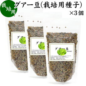 グアー豆 400g×3個 栽培用種子 グア豆 グァー豆 種 たね タネ クラスタ豆 くらすた豆 ガーデニング 種苗 播種 自然健康社 【コンビニ受取対象商品】