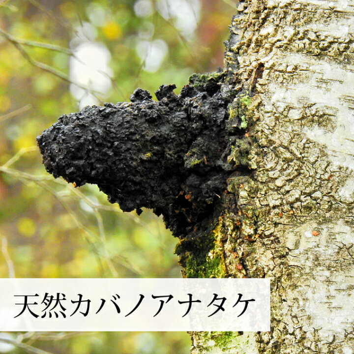 楽天市場】カバノアナタケ茶 32パック チャーガ茶 チャガ茶 チャーガ 
