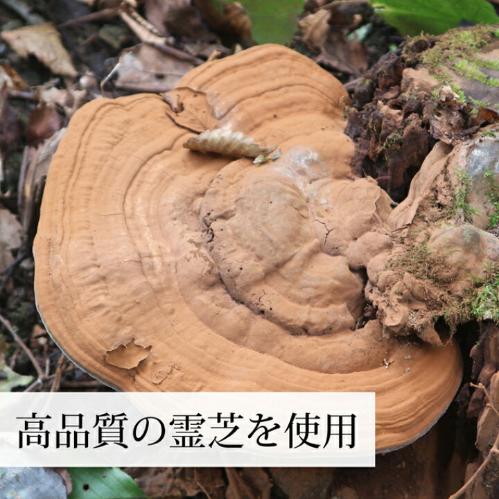 楽天市場】霊芝茶 30パック×4個 れいし茶 レイシ茶 サルノコシカケ 