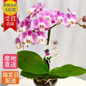 楽天市場 鉢植え 花 室内の通販