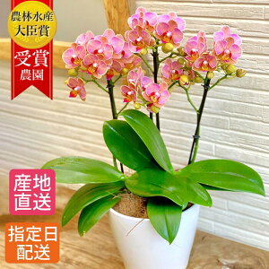 鉢花 室内の人気商品 通販 価格比較 価格 Com