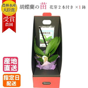 ミディ 胡蝶蘭の人気商品 通販 価格比較 価格 Com ミディ 胡蝶蘭の人気商品 通販 価格比較 価格 Com
