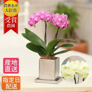 ~fB Ӓ 2{ 4 N[ sN CG[ F P Ď A  v[g Mtg    ~jӒ ~fBӒ AXJ[[  킢  