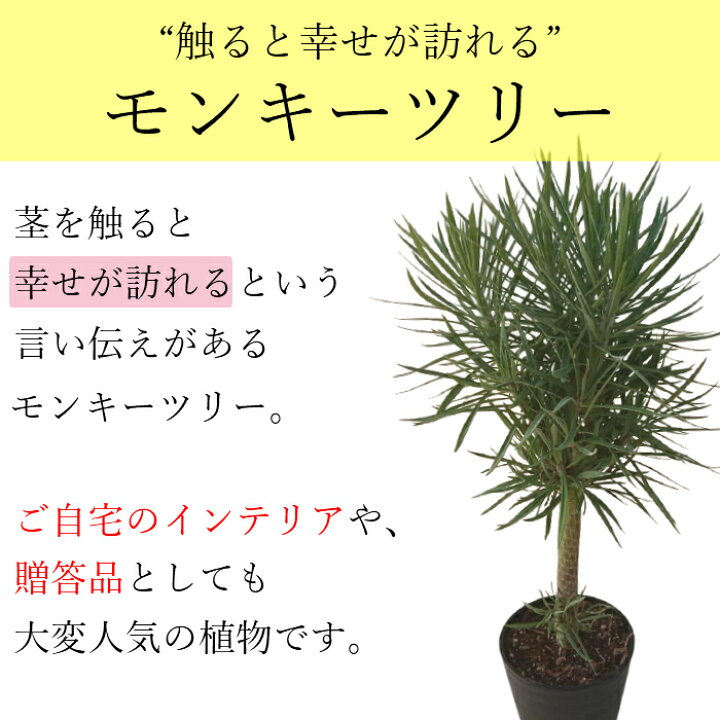 楽天市場】観葉植物 モンキーツリー 幸せの木 セネシオ・クレイニア 6 