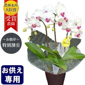 楽天市場 七回忌 胡蝶蘭の通販