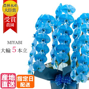 ySSzӒ  lCr[ u[ 5{ 45ֈȏ MIYABI / ō ֌Ӓ ACj a j  Mtg v[g  JXj I[v җ J@ J i ސE  