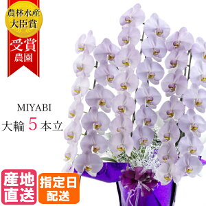 ySSzӒ  ݂ 5{ 55ֈȏ MIYABI / ō ֌Ӓ ACj a j Mtg v[g  JXj I[v җ J@ J AC h] i   Z p[