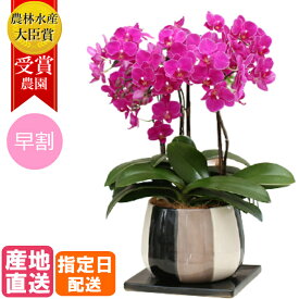 楽天市場 マイクロ胡蝶蘭 鉢の通販