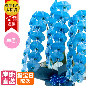 胡蝶蘭 青の人気商品 通販 価格比較 価格 Com