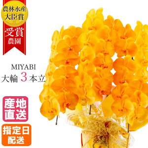 ySSzӒ  IW 3{ 27ֈȏ MIYABI / ō ֌Ӓ ACj a j  Mtg v[g  JXj I[v җ J@ J AC h] i ސE N 