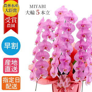 ySSzӒ   5{ 45ֈȏ MIYABI / ō ֌Ӓ j ACj a j   JXj I[v җ J@ J AC h] i Mtg v[g  s