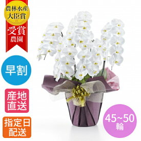 胡蝶蘭 大輪 鉢植え 花 白 5本立 45~50輪以上 2L/大輪胡蝶蘭 祝い 就任祝い 花鉢 生花 ラン 鉢花 ギフト 贈り物 義母 母 花 お祝い 開店祝い ギフト プレゼント 御中元 中元 就任祝い