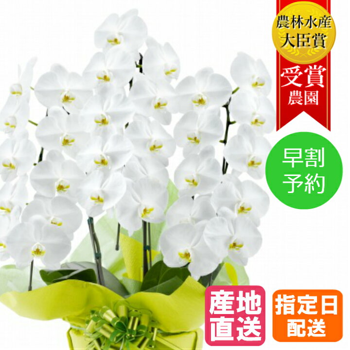 楽天市場 敬老の日 早割 ギフト 花 プレゼント 御中元 中元 胡蝶蘭 大輪 3本立 30輪以上 白 生花 花 誕生日 プレゼント 御中元 中元 ギフト 女性 お祝い 祝い 御祝 新築祝い 引越祝い 落成祝い 上場祝い 御見舞い 還暦 周年 祝い お花 楽天市場 敬老の日 早割 ギフト 花 プレゼント 御中元 中元 胡蝶蘭 大輪 3本立 30輪以上 白 生花 花 誕生日 プレゼント 御中元 中元 ギフト 女性 お祝い 祝い 御祝 新築祝い 引越祝い 落成祝い 上場祝い 御見舞い 還暦 周年 祝い お花