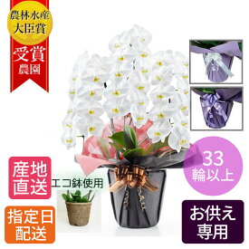 楽天市場 七回忌 胡蝶蘭の通販