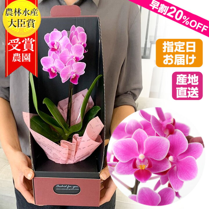 楽天市場 お中元 早割 夏ギフト マイクロ 胡蝶蘭 1本立 2 5号 ピンク 花 鉢植え 室内 ギフト プレゼント 胡蝶蘭 花鉢 鉢花 蘭 お花 ミニ胡蝶蘭 ミディ胡蝶蘭 配送日指定 誕生日 開店祝い 開業祝い 移転祝い 還暦祝い 誕生日プレゼント 女性 男性 開店祝い お祝い