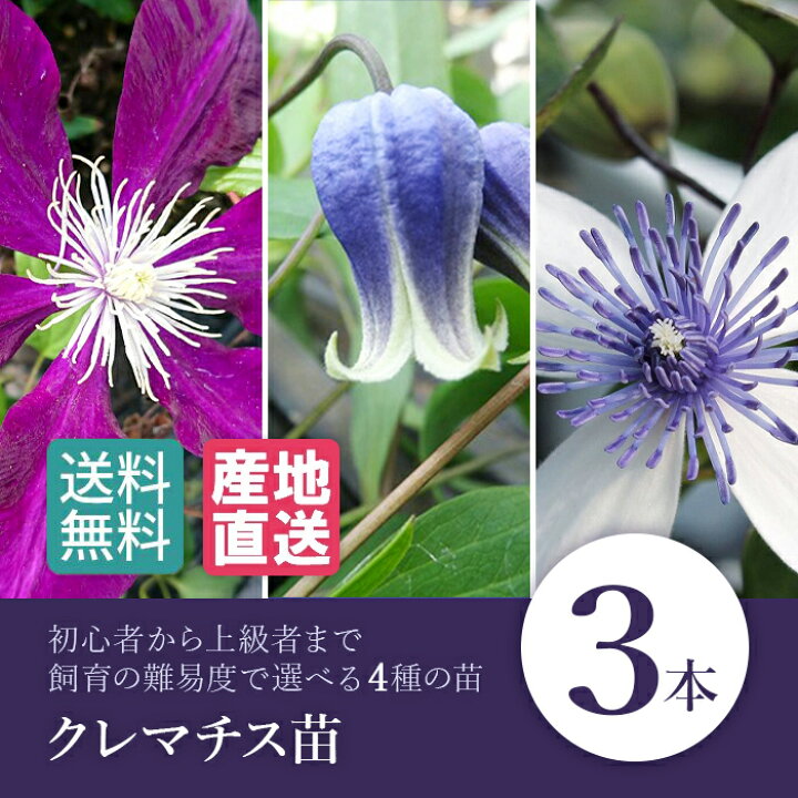 楽天市場 クレマチス苗 ３本 はやて しずく アコウエンシス アフロディーテエレガフミナ 苗 雫 ヴィオルナ系 花 フラワー 鉢植え 庭植 つる性 ツル 植物 色鮮やかな花 ベランダ 大輪 初級 上級 初心者庭 ベランダ お花 栽培 クレマチス 苗 家庭菜園 園芸 Tokyo Small Gift