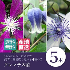 苗 庭 花 生花の人気商品 通販 価格比較 価格 Com