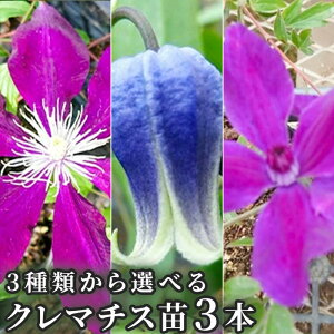 N}`Xc 3{ ͂  AtfB[eGKt~i/c  BIin  t[ A A 鐫 c A FN₩ȉ x_   ㋉ SҒ x_  