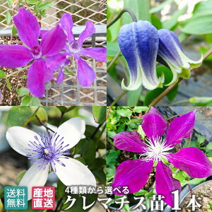 生花 クレマチス 花の人気商品 通販 価格比較 価格 Com