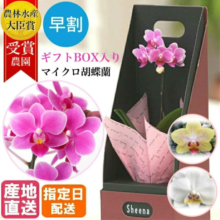 安心の定価販売 ミニ 小輪 1本立ち マイクロ ピンク系 胡蝶蘭 花