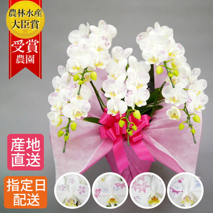 楽天市場 ミディ 化粧蘭 5本立 生花 花 誕生日 プレゼント 御中元 中元 ギフト ミニ胡蝶蘭 ミディ胡蝶蘭 小さい お祝い 祝い 御祝 開店祝い 開業祝い 移転祝い 就任祝い 新築祝い 引越祝い 落成祝い 上場祝い 周年 設立 御見舞い 還暦 開院 文字 柄 絵柄 楽天市場 ミディ 化粧蘭 5本立 生花 花 誕生日 プレゼント 御中元 中元 ギフト ミニ胡蝶蘭 ミディ胡蝶蘭 小さい お祝い 祝い 御祝 開店祝い 開業祝い 移転祝い 就任祝い 新築祝い 引越祝い 落成祝い 上場祝い 周年 設立 御見舞い 還暦 開院 文字 柄 絵柄