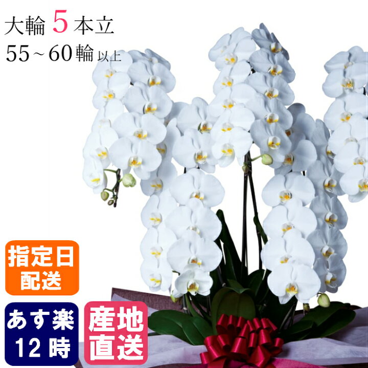 楽天市場 胡蝶蘭 大輪 5本立 55 60輪以上 白 生花 花 お花 大輪胡蝶蘭 誕生日 プレゼント ギフト 女性 お祝い 祝い 御祝 開店祝い 開業 祝い 移転祝い 就任祝い 昇進祝い 新築祝い 引越祝い 落成祝い 上場祝い 退職祝い 当選祝い 事務所開き 異動 周年 祝い 記念日 楽天市場 胡蝶蘭 大輪 5本立 55 60輪以上 白 生花 花 お花 大輪胡蝶蘭 誕生日 プレゼント ギフト 女性 お祝い 祝い 御祝 開店祝い 開業 祝い 移転祝い 就任祝い 昇進祝い 新築祝い 引越祝い 落成祝い 上場祝い 退職祝い 当選祝い 事務所開き 異動 周年 祝い 記念日