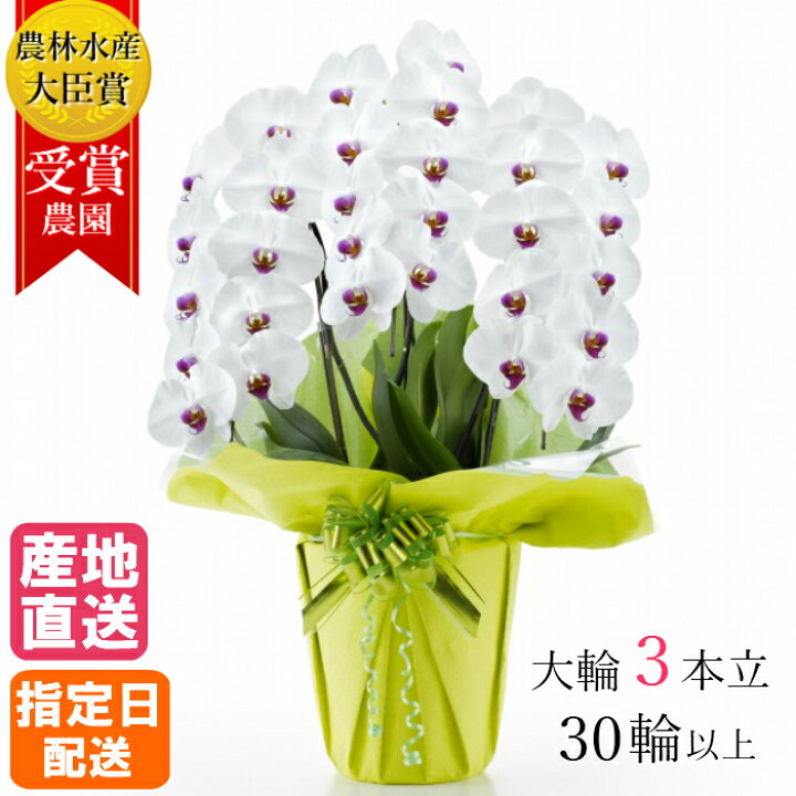 楽天市場 胡蝶蘭 大輪 3本立 30輪以上 白 生花 花 誕生日 プレゼント ギフト 女性 お祝い 祝い 御祝 新築祝い 引越祝い 落成祝い 上場祝い 御見舞い 還暦 古希 喜寿 傘寿 米寿 出産祝 周年 祝い Tokyo Small Gift