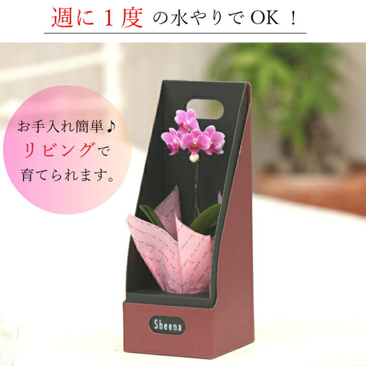 楽天市場 早割 お歳暮 クリスマス マイクロ 胡蝶蘭 1本立 2 5号 ピンク 花 鉢植え フラワー ギフト プレゼント 胡蝶蘭 花鉢 ラン お花 ミニ胡蝶蘭 ミディ胡蝶蘭 ミニ 小 小さい ミディ かわいい お祝い お供え おしゃれ 女性 お母さん 誕生日 蘭 記念日