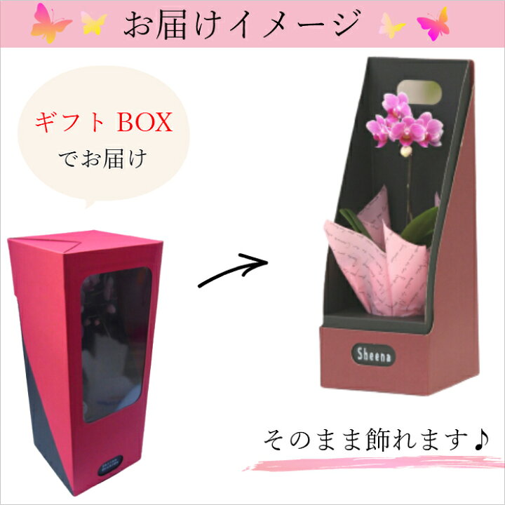 楽天市場 早割 お歳暮 クリスマス マイクロ 胡蝶蘭 1本立 2 5号 ピンク 花 鉢植え フラワー ギフト プレゼント 胡蝶蘭 花鉢 ラン お花 ミニ胡蝶蘭 ミディ胡蝶蘭 ミニ 小 小さい ミディ かわいい お祝い お供え おしゃれ 女性 お母さん 誕生日 蘭 記念日