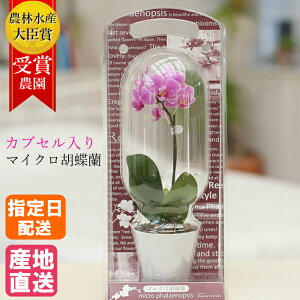 送料無料 鉢植え 花 生花の人気商品 通販 価格比較 価格 Com