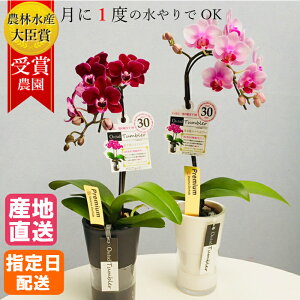 【10%オフ対象】 ミディ 胡蝶蘭 1本立 タンブラー ポット スリム 3号 ピンク / 花 鉢植え フラワー ギフト プレゼント 花鉢 蘭 ミニ胡蝶蘭 かわいい お祝い お供え おしゃれ 誕生日 開店祝い 還