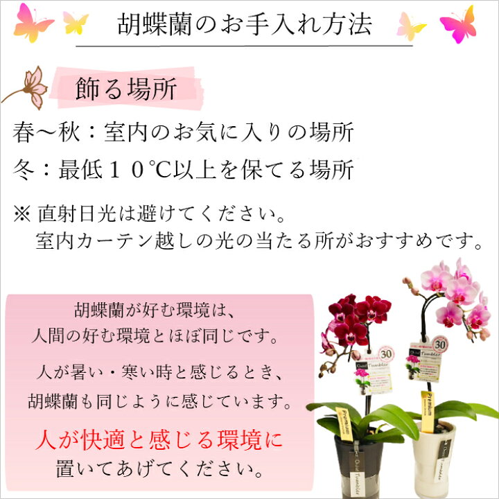 楽天市場 お中元 早割 夏ギフト ミディ 胡蝶蘭 1本立 タンブラー ポット スリム 3号 ピンク 花 お花 プレゼント ギフト ミニ胡蝶蘭 ミディ胡蝶蘭 ミニ お祝い 鉢花 鉢植え フラワーギフト 誕生日プレゼント 誕生日 母 女性 Tokyo Small Gift