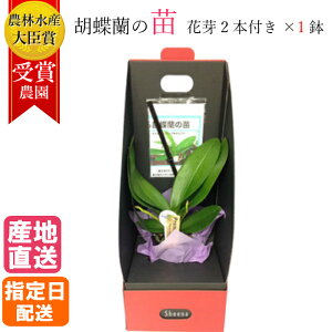 鉢植え 生花の人気商品 通販 価格比較 価格 Com