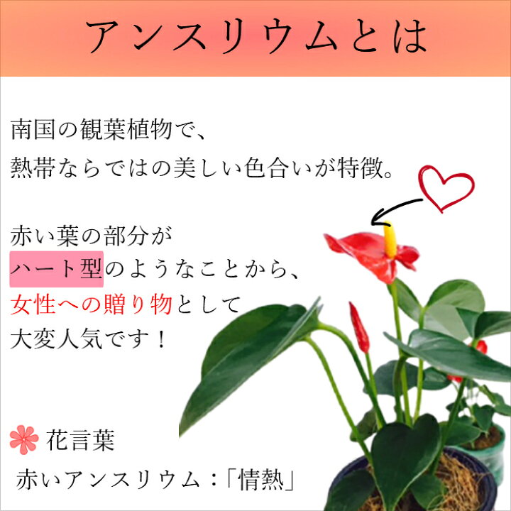 楽天市場 早割 10 17誕生花 胡蝶蘭 観葉植物 苔玉 アンスリウム 3号 アンスリューム 紅団扇 和盆 花 盆栽風 ミニ 盆栽 卓上 誕生日 プレゼント 母 祖母 女性 お祝 父 男性 祖父 Hana Marche 楽天市場 早割 10 17誕生花 胡蝶蘭 観葉植物 苔玉 アンスリウム 3号 アンスリューム 紅団扇 和盆 花 盆栽風 ミニ 盆栽 卓上 誕生日 プレゼント 母 祖母 女性 お祝 父 男性 祖父 Hana Marche