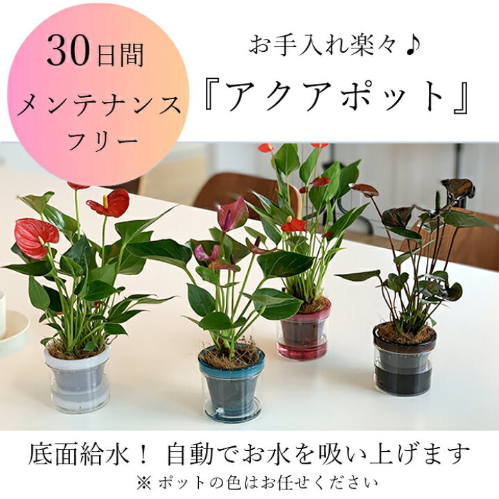 楽天市場 早割 就任祝い 母の日 観葉植物 マイクロ アンスリウム アクアポット アンスリューム 紅団扇 室内用 植物 本物 グリーン 鉢 おしゃれ 鉢植え 卓上 ミニ胡蝶蘭 ミディ胡蝶蘭 ミニ 小 小さい プレゼント 贈り物 開店祝い 新築祝い 誕生日 Tokyo Small Gift