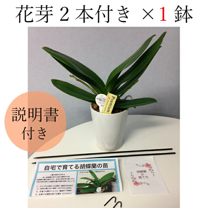 楽天市場 早割 Home Made Orchid 胡蝶蘭の苗 シングル 2 5号 花芽2本付き 1鉢 花 鉢植え 苗 花芽 寄せ植え ギフト プレゼント 胡蝶蘭 花鉢 お花 ミニ胡蝶蘭 誕生日 開店祝い 開業祝い 移転祝い Tokyo Small Gift