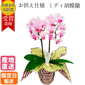 楽天市場 ピンク 胡蝶蘭の通販