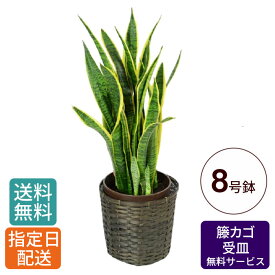 観葉植物 サンスベリア 8号 / サンセベリア トラノオ 鉢 おしゃれ 鉢植え カゴ付き 受け皿付き インテリア グリーン 室内用 植物 本物 大型 お祝い 祝い 御祝 開店祝 開業祝 オープン 新築 引越 結婚 新生活 引越し プレゼント ギフト