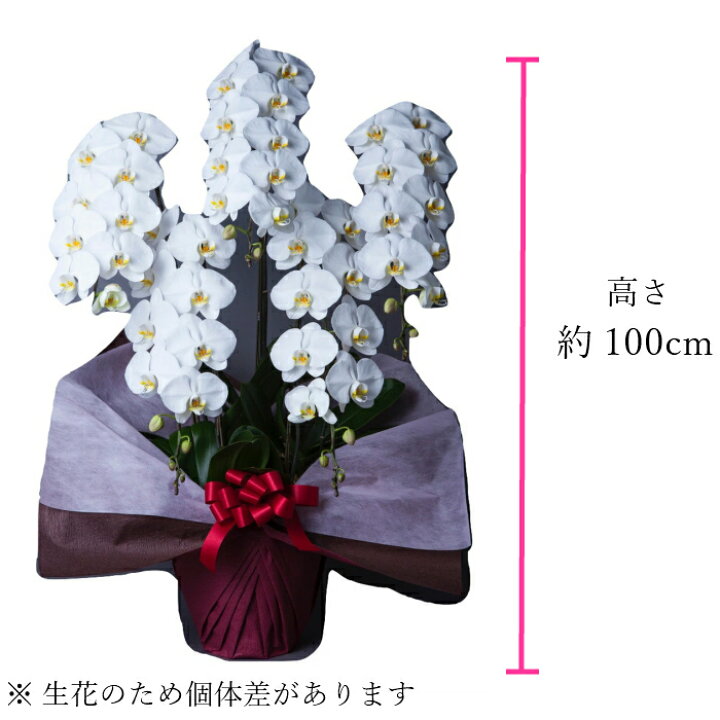 楽天市場】胡蝶蘭 大輪 白 5本立 50〜55輪以上 3L 鉢植え 花 ギフト 
