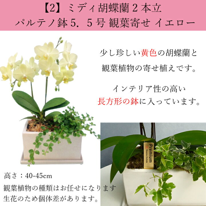 楽天市場 福袋 予約 12 14より順次発送 シクラメンの福袋 5号鉢 中身が分かる 花 鉢植え ギフト プレゼント 花鉢 鉢花 生花 お花 花の福袋 ピンク 誕生日 開店祝い 開業祝い 移転祝い 還暦 Tokyo Small Gift