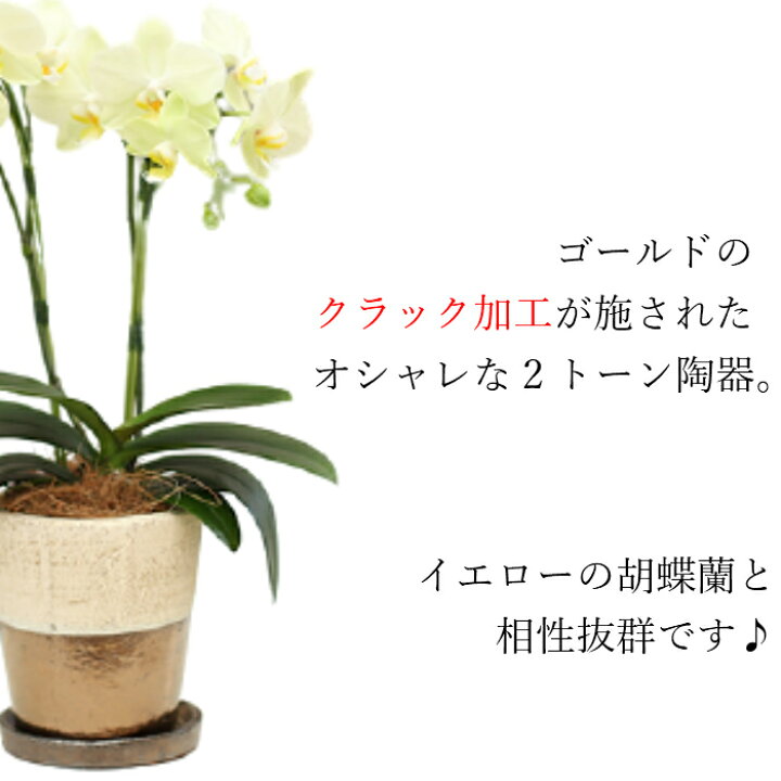 楽天市場 父の日 早割 ミディ 胡蝶蘭 2本立 4号 イエロー 黄色 ゴールドクラック鉢 花 鉢植え ギフト プレゼント 傘寿 米寿 鉢花 蘭 お花 送料無料 ミニ胡蝶蘭 ミディ胡蝶蘭 小さい 胡蝶蘭 配送日指定 誕生日 開店祝い 開業祝い 就任祝い 女性 Tokyo Small