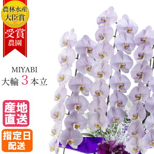 ySSzӒ  ݂ 3{ 33ֈȏ MIYABI / ō ֌Ӓ ACj a j  Ӓ Mtg JXj I[v җ J@ J i v[g    Z p